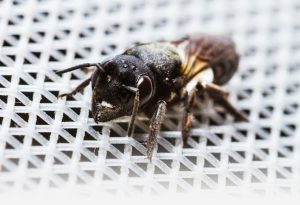 Insektenschutz